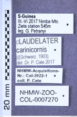 Etiketten zu Claudelater carinicornis (Schwarz, 1903) (NHMW-ZOO-COL-0007270)